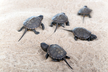 Turtles hatched from eggs in the sand.