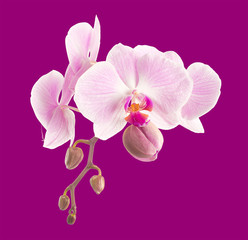 Naklejka na ściany i meble Orchid Isolated