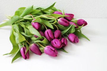 Tulips flowers with drops of dew closeup
