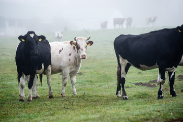 Herd of cows at summer green field