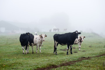 Herd of cows at summer green field
