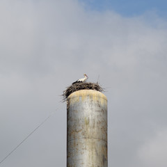 Stork on a roof of the water tower