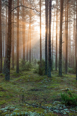 Light rays in forest in foggy morning
