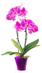 Orchid in a flowerpot. Isolated