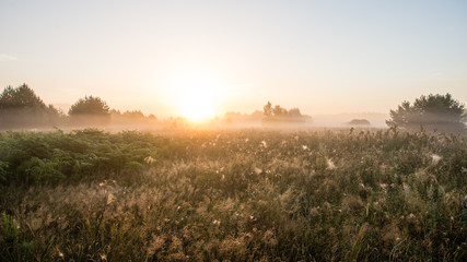 Foggy morning in the meadow