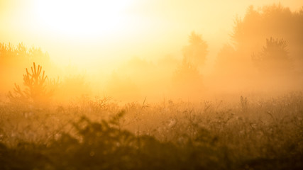 Obraz na płótnie Canvas Foggy morning in the meadow