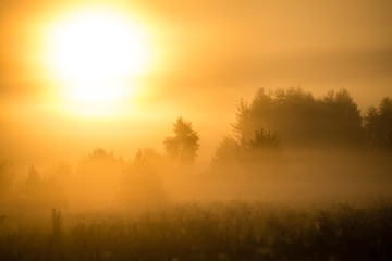 Naklejka na ściany i meble Foggy morning in the meadow