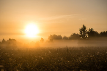 Fototapeta na wymiar Foggy morning in the meadow
