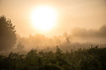 Fototapeta na wymiar Foggy morning in the meadow