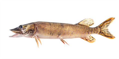 Fish pike. isolated