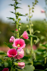 Pink Hollyhock
