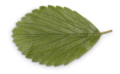 Obraz premium Green leaf isolated on white