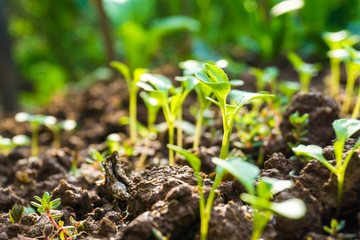Young plant in the morning with sun light