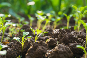 Young plant in the morning with sun light
