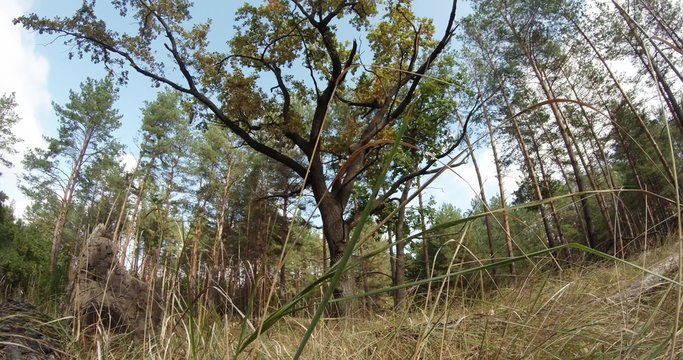 Grass Sways in the Background of Viburnum in Pine Wood
