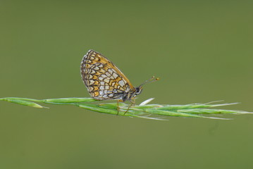 Çift Noktalı Brentis