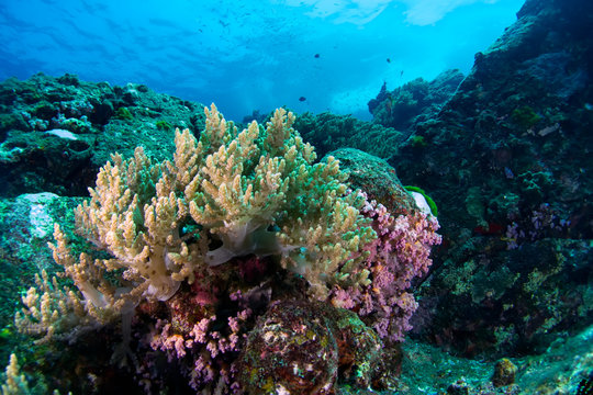 Beautiful reefscape of Similan islands.Thailand.