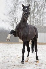 Black trakehner stallion

