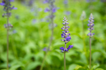 Fototapeta premium Blue Salvia Flower