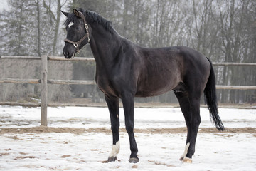 Black trakehner stallion

