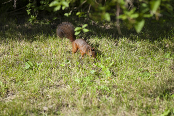 Red squirrel on green grass