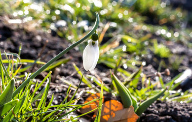 White snowdrop on a sunny day