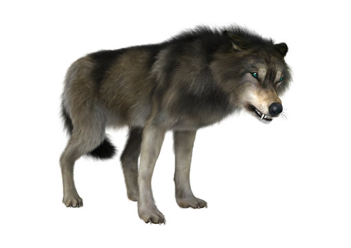 Wild Wolf on White