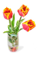 Bouquet tulips