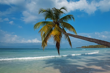 Fototapeta na wymiar Tropic palm