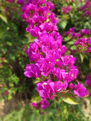 Purple  Bougainvillea flowers