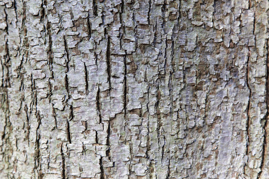 abstract pattern of bark on tilia cordata or little leaved linde