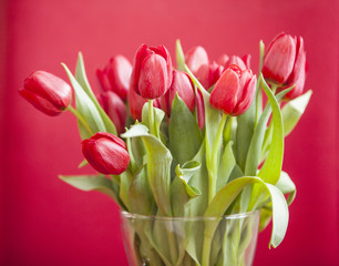 closeup of red tulips in vase against red background