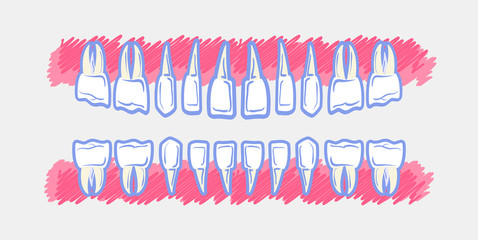 Children Teeth anatomy. Panoramic dental scan teeth child's. Upper and lower jaws of baby's skull