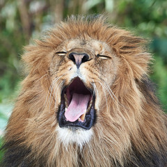 Lion (Panthera leo)