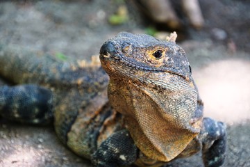 Fototapeta premium Iguana in the shade in Costa Rica