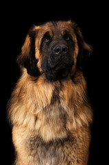 Leonberg en studio sur fond noir