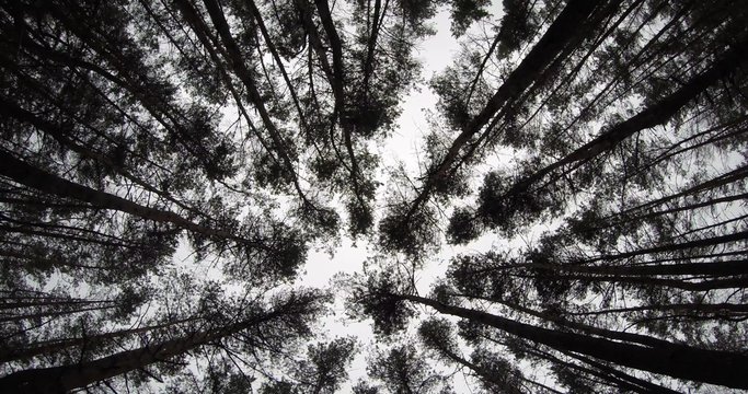 Crones of Bare Trees in Swaying in the Wind Under a Heavy Sky