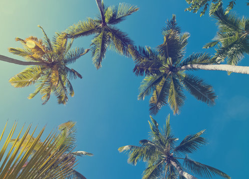 Tropic palm trees, toned photo