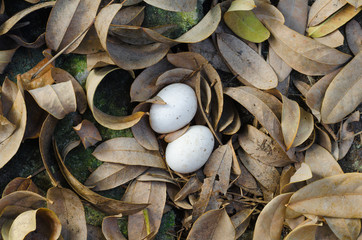Fresh chicken  eggs in the natural nest on dry leaf