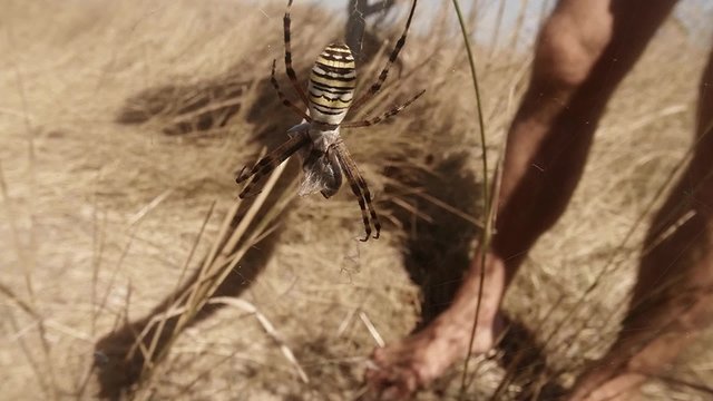 Spider Sits on a Spider Web in a Meadow on a Background of Human Legs