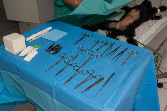 Le v&eacute;t&eacute;rinaire chirurgien op&egrave;re un chien. Ablation chirurgicale des testicules..Un mat&eacute;riel de laboratoire chirurgicale, une anesth&eacute;sie g&eacute;n&eacute;rale.