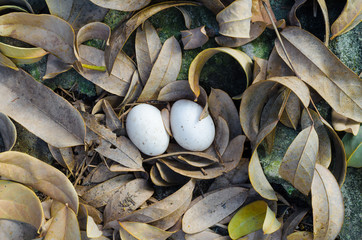 Fresh chicken  eggs in the natural nest on dry leaf