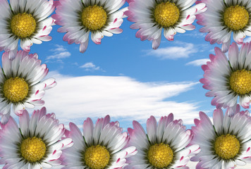 Fototapeta premium 144 - daisy flower 