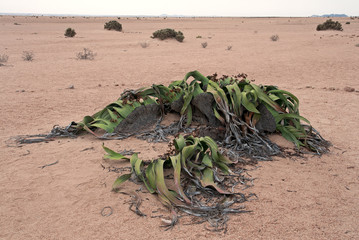 Welwitschia mirabilis, Namibia