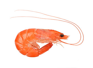 Close up of fresh shrimp isolated on white background.