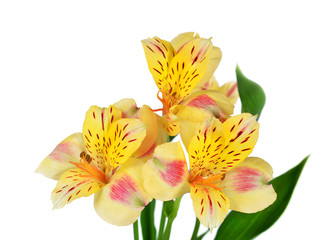 Alstroemeria flowers isolated on a white background