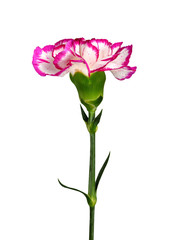 Carnation flower isolated on white background