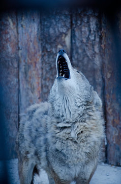 Howling wolf (in blue tones, retro style, shallow DOF)