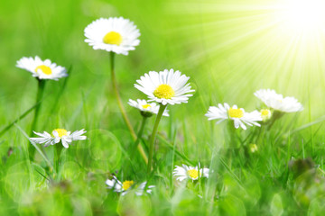 Fototapeta na wymiar Daisy flowers in grass.