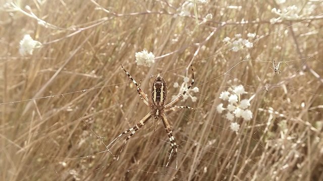 Midge Trying to Free From Cobweb on a Background of Dry Grass
